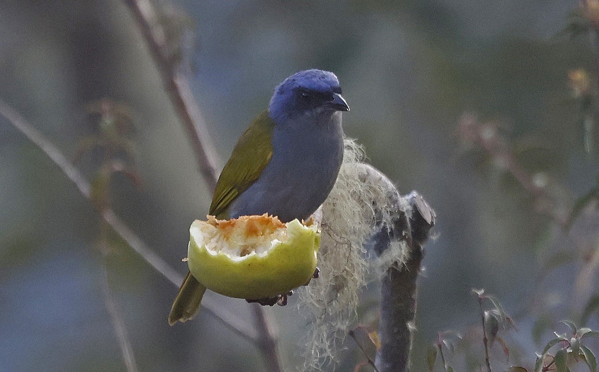 Blue-capped Tanager - ML623643758