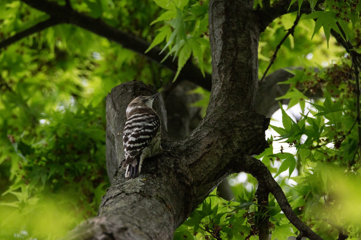 Japanese Pygmy Woodpecker - ML623643762