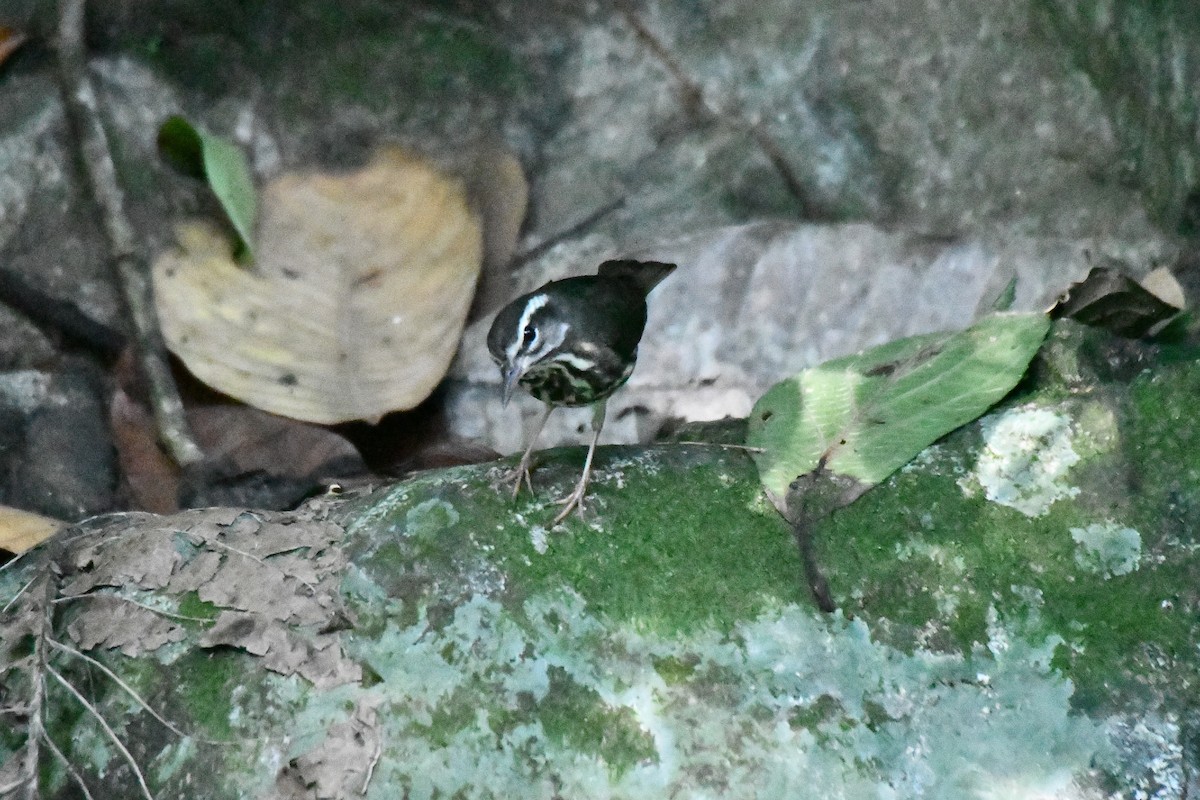 Louisiana Waterthrush - ML623643776