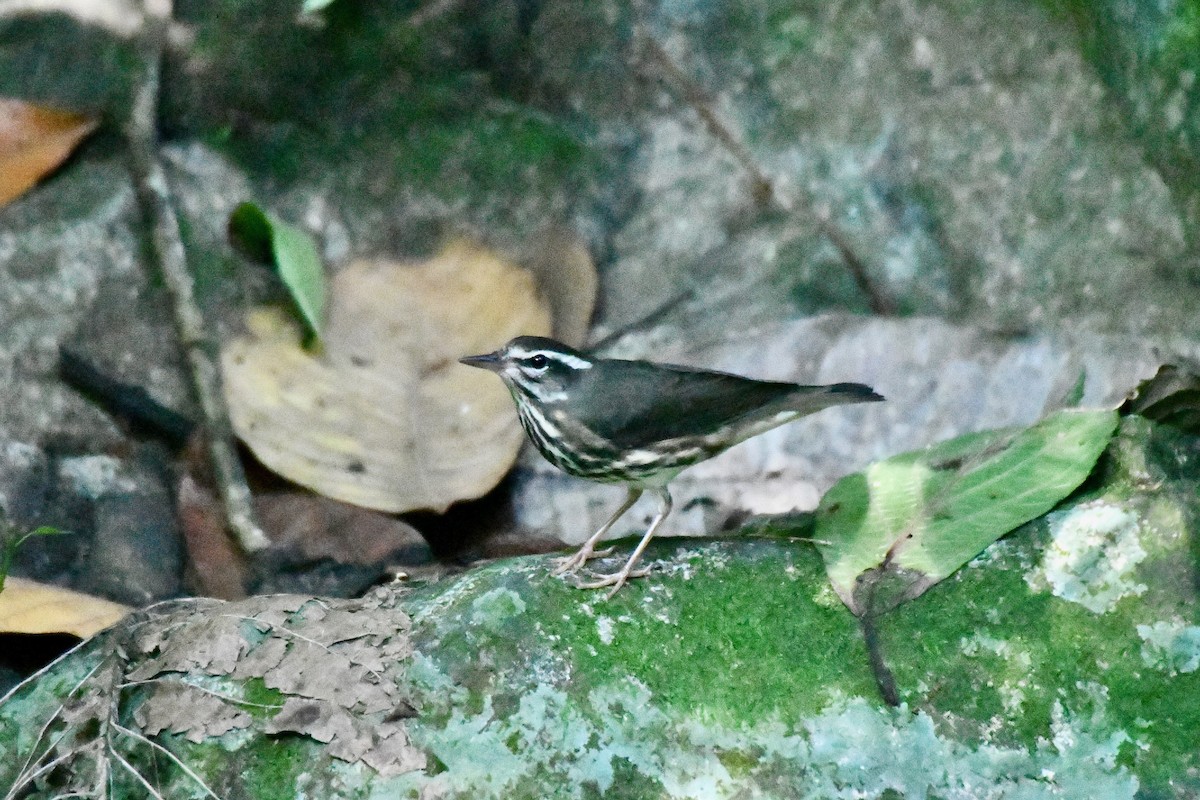 Louisiana Waterthrush - ML623643777