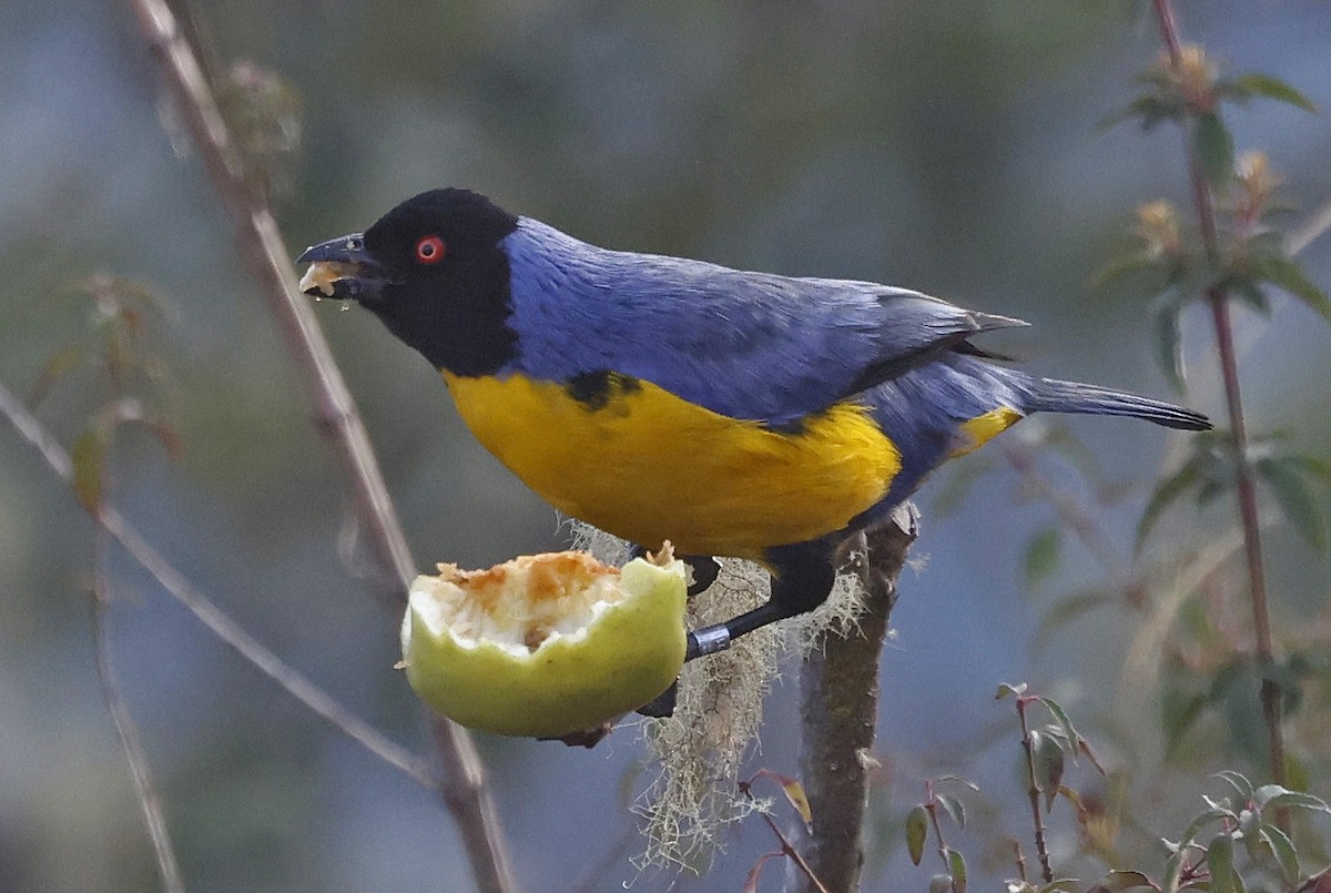 Hooded Mountain Tanager - ML623643779