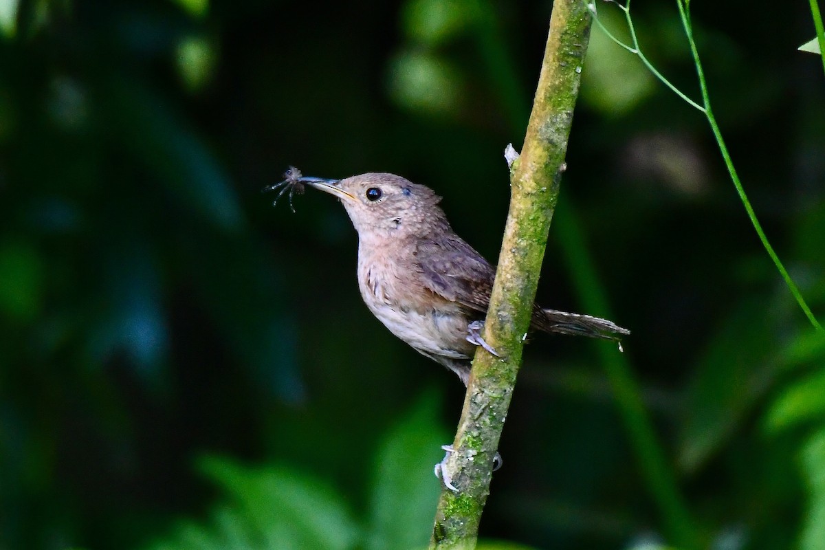 Southern House Wren - ML623643824