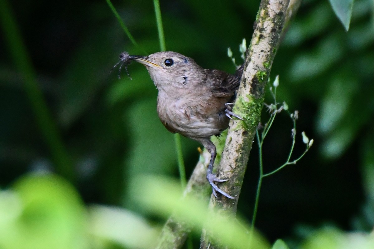 Southern House Wren - ML623643825