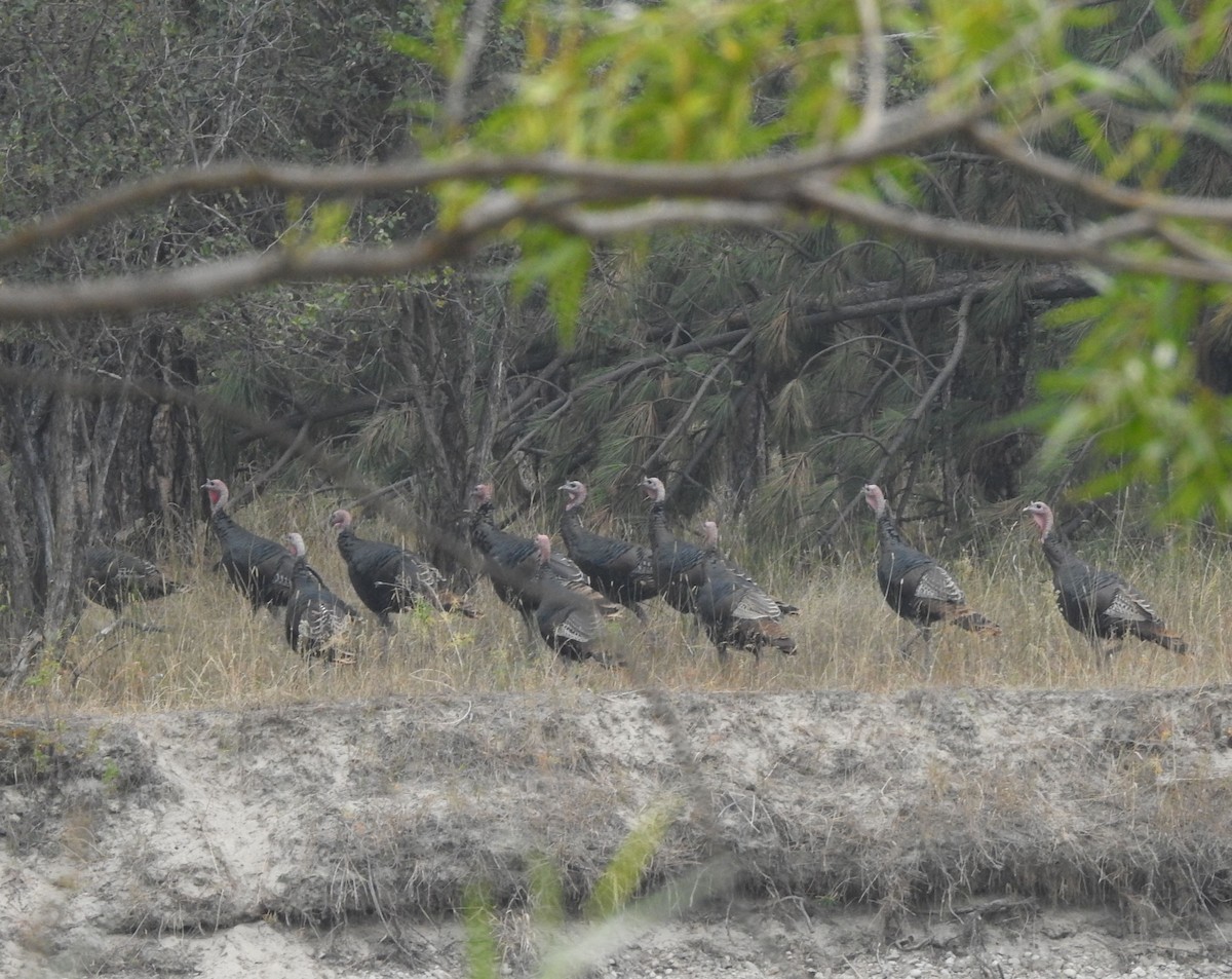 Wild Turkey - ML623643826