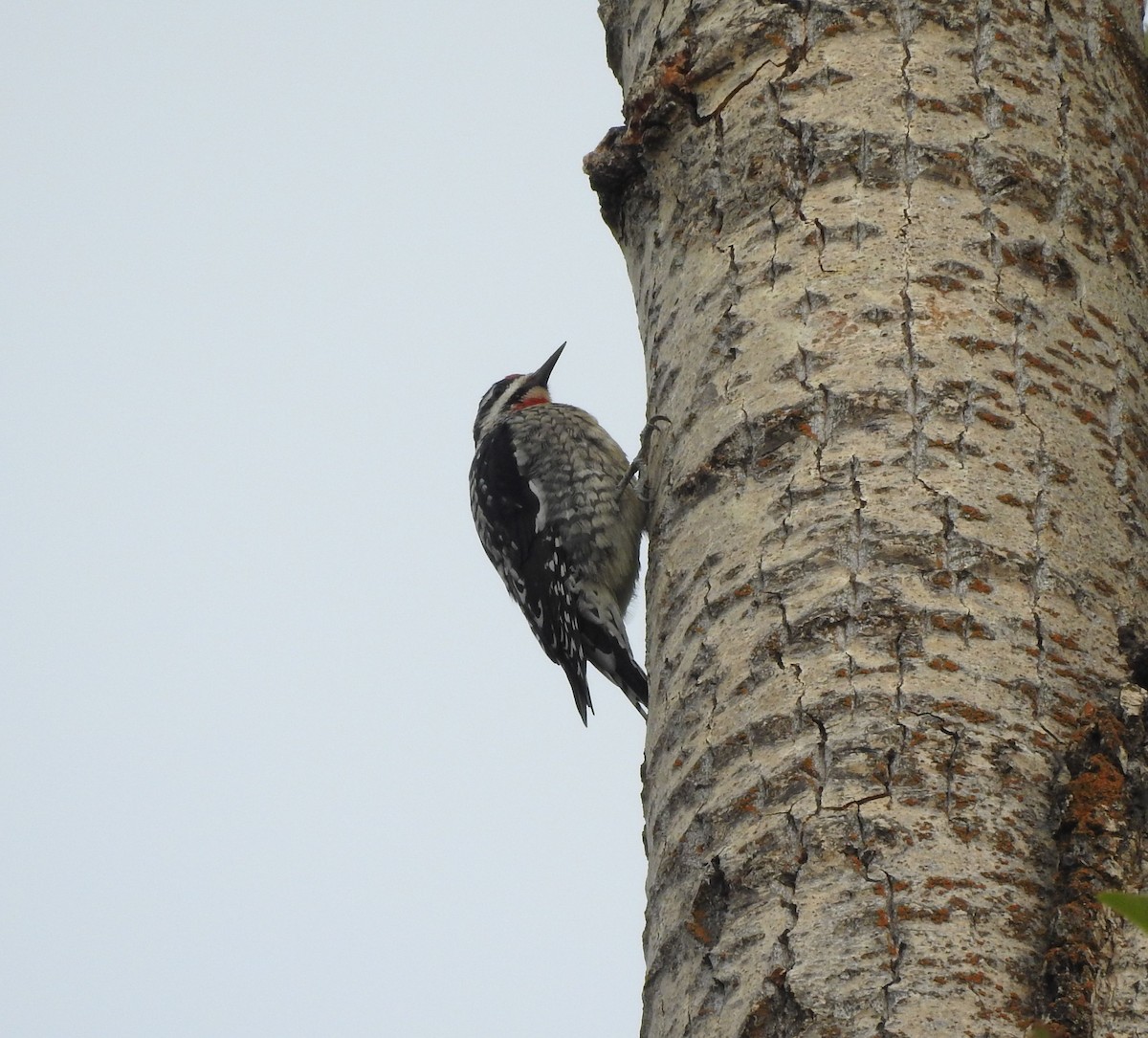 Red-naped Sapsucker - Shane Sater