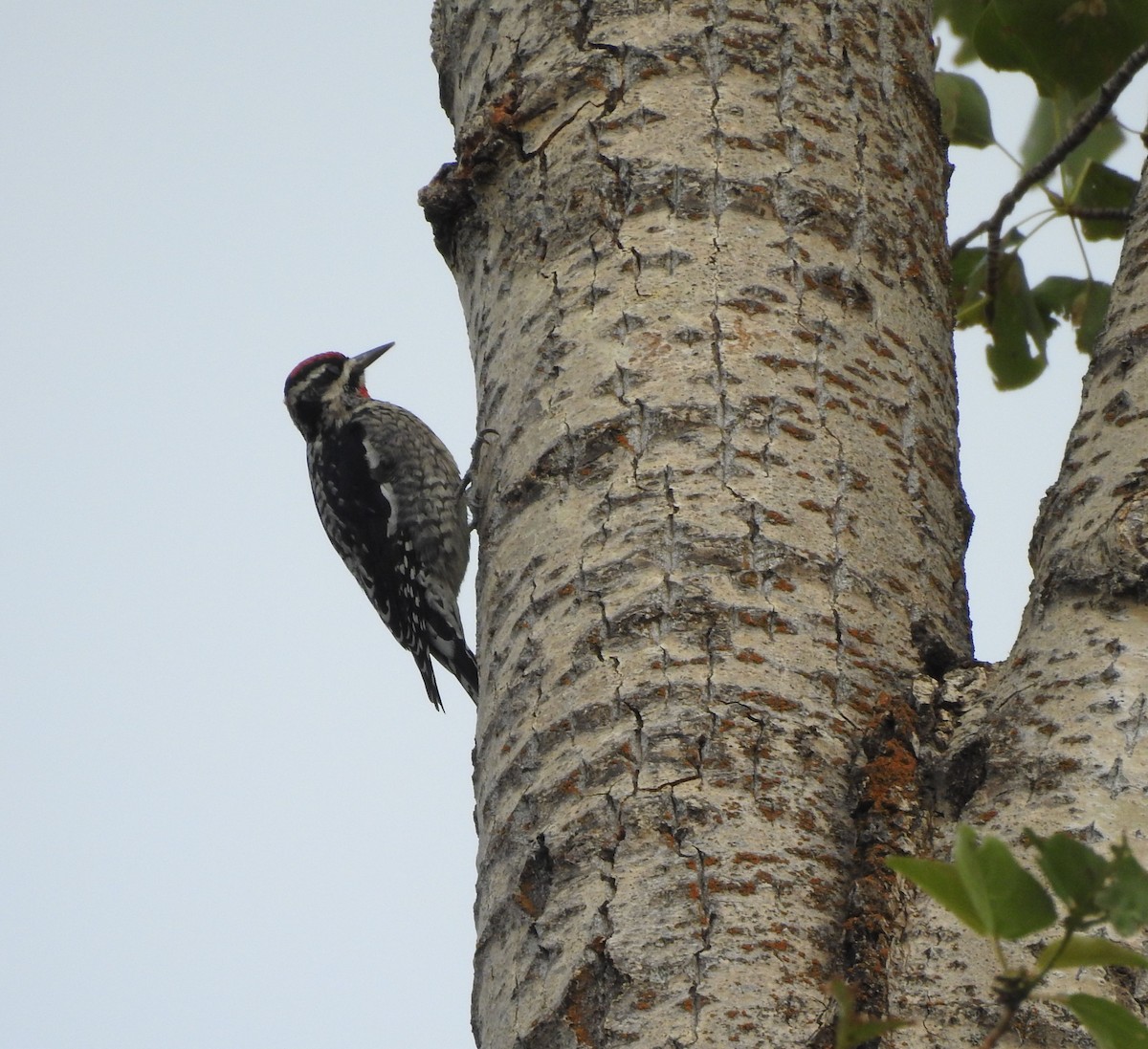 Red-naped Sapsucker - ML623643834