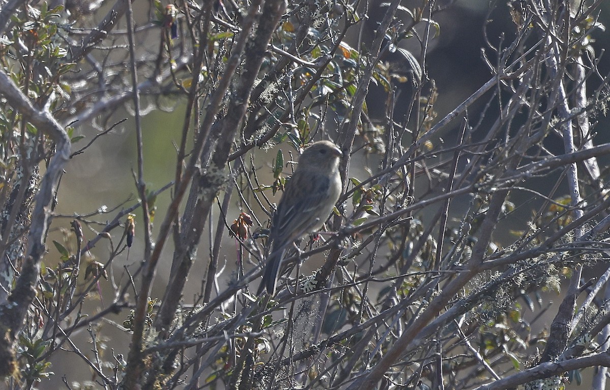 Plain-colored Seedeater - ML623643852