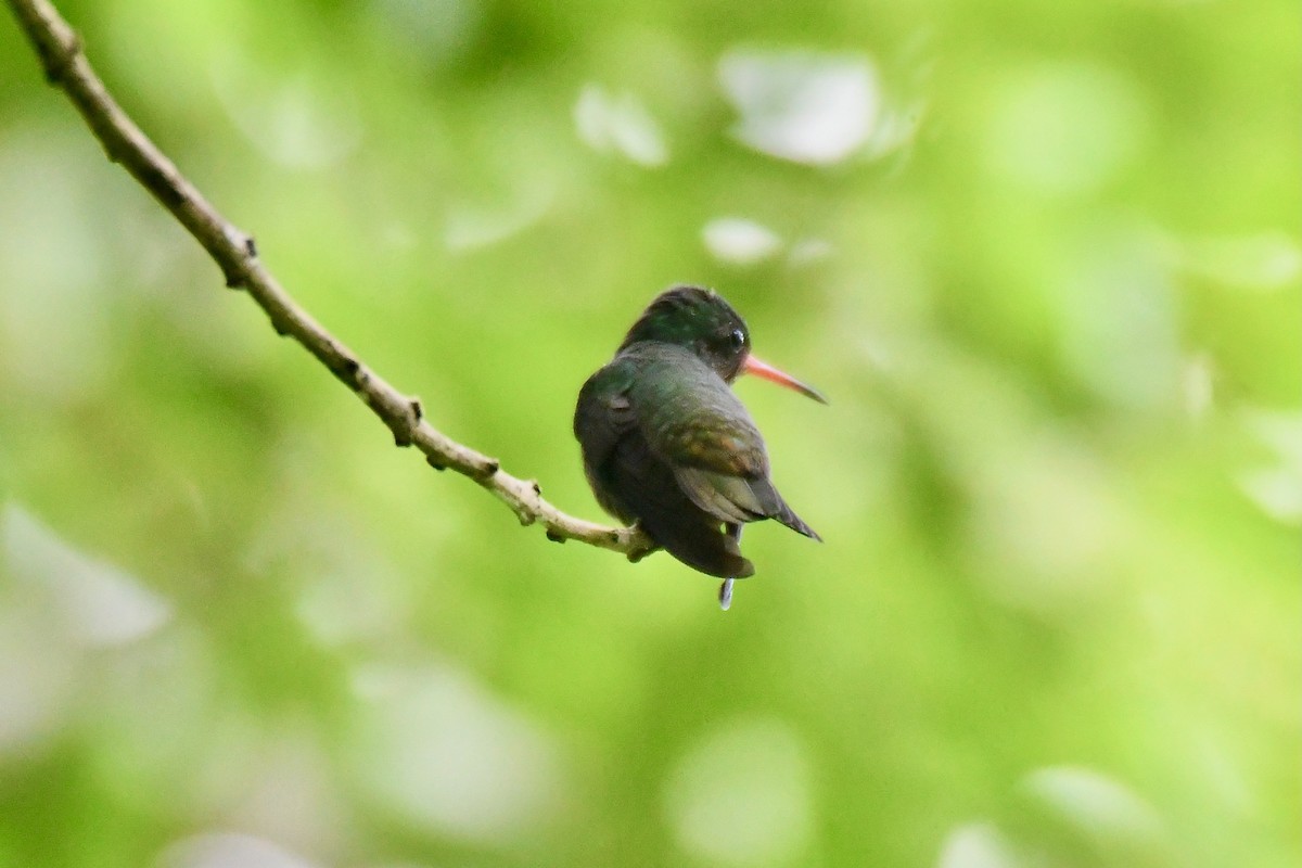 Colibri d'Élicia - ML623643924