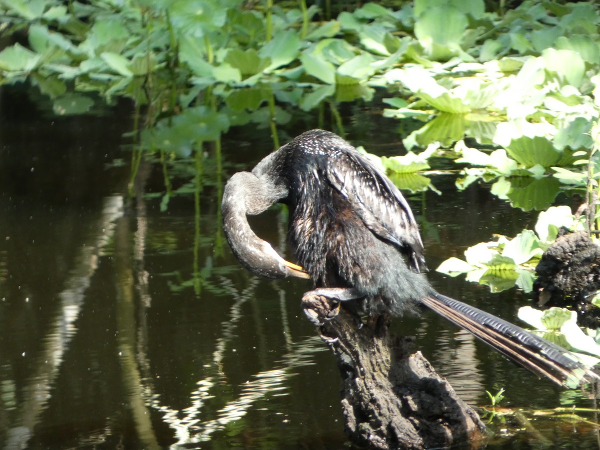 Anhinga - ML623643927