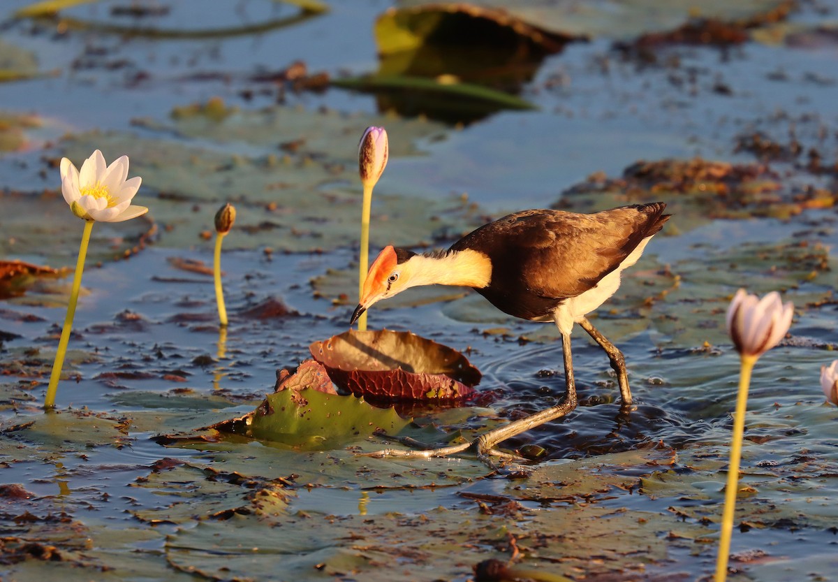 Comb-crested Jacana - ML623643961