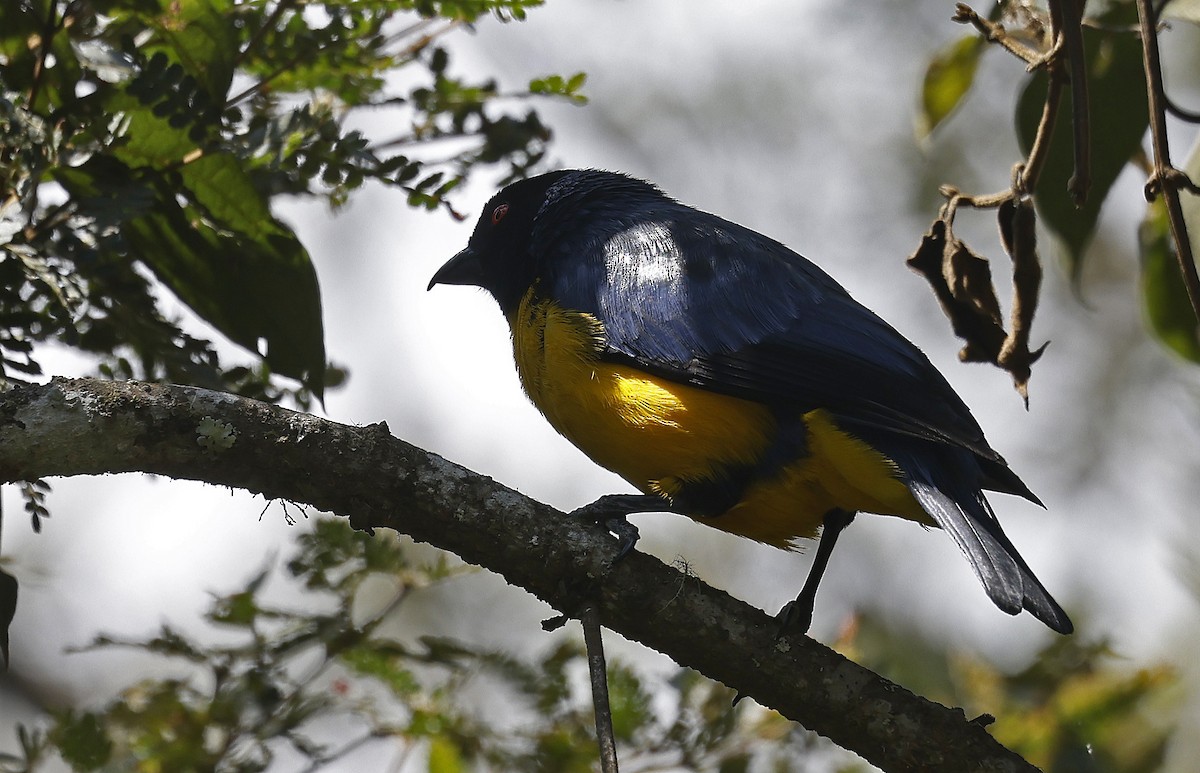 Hooded Mountain Tanager - ML623643978