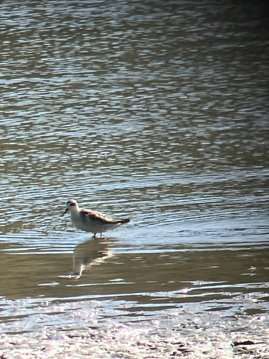 Red-necked Phalarope - ML623643981