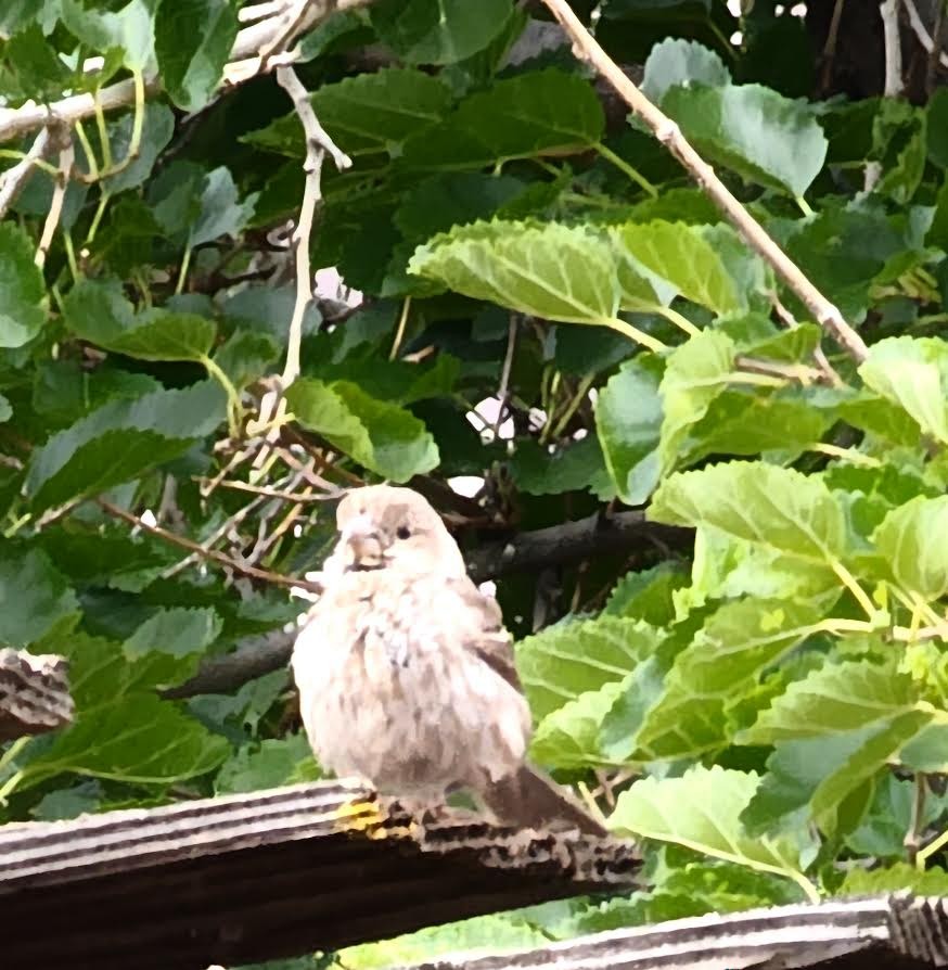 House Sparrow - ML623643996