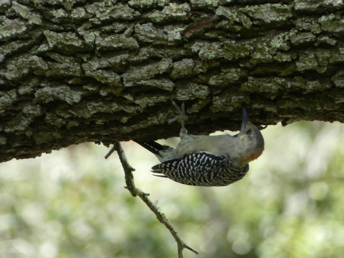 Red-bellied Woodpecker - ML623644011