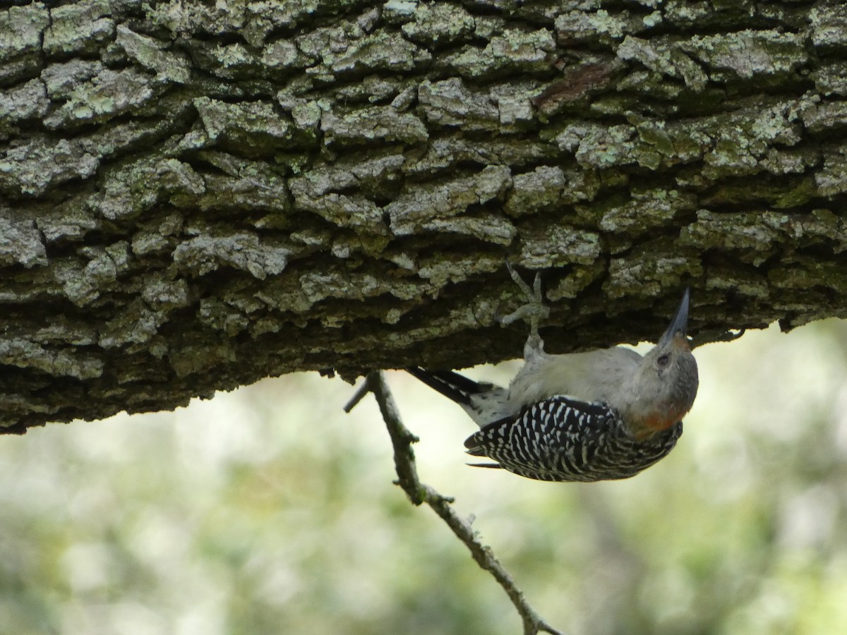 Red-bellied Woodpecker - ML623644012