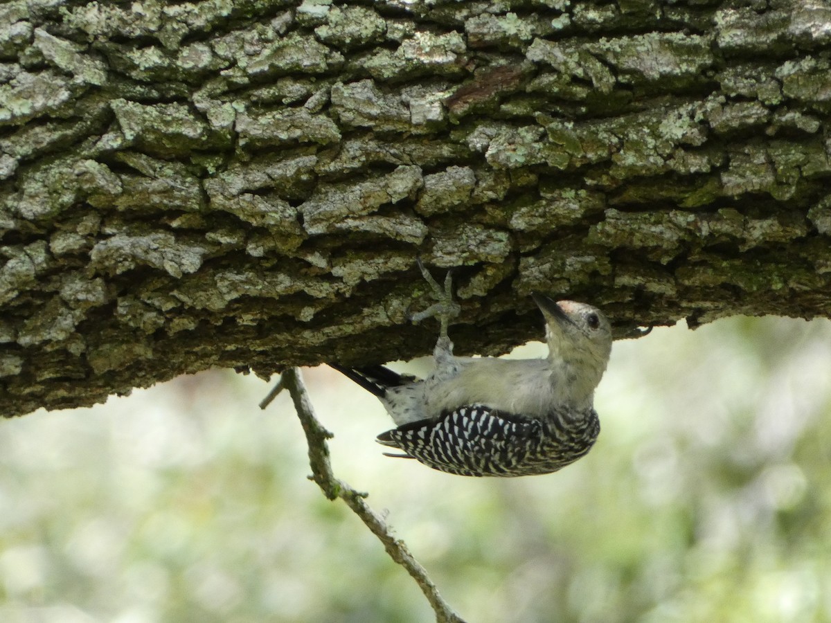 Red-bellied Woodpecker - ML623644013