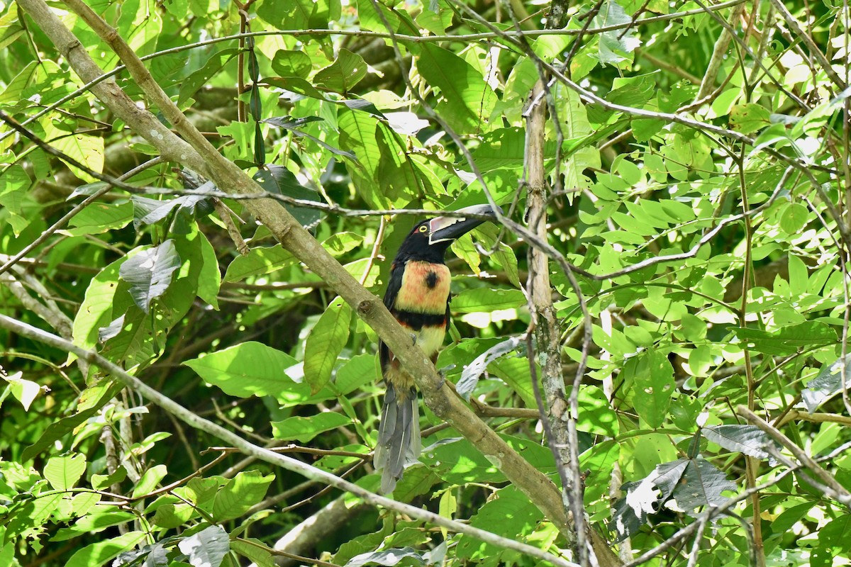Collared Aracari - ML623644027