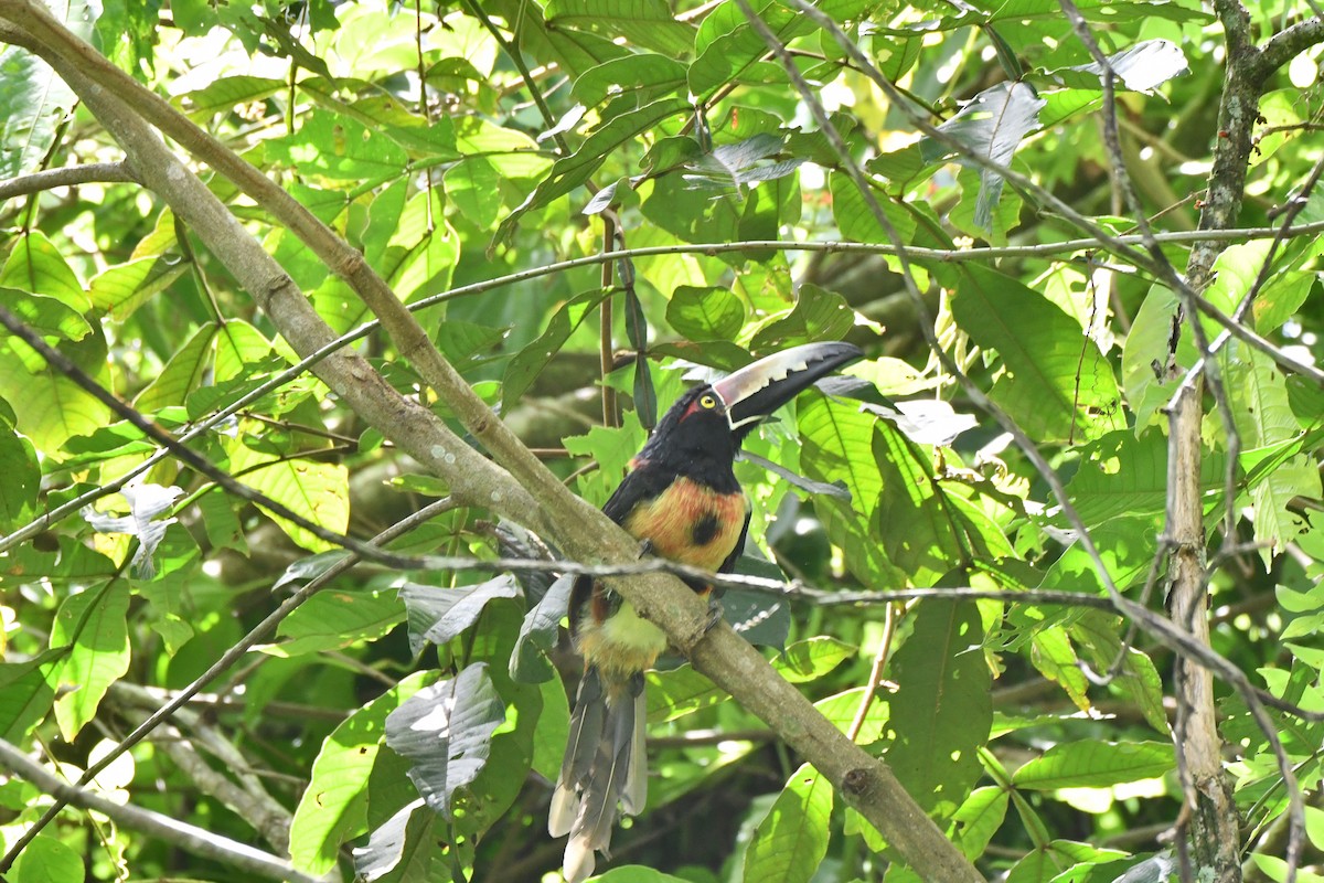 Collared Aracari - Kelvin Bodden