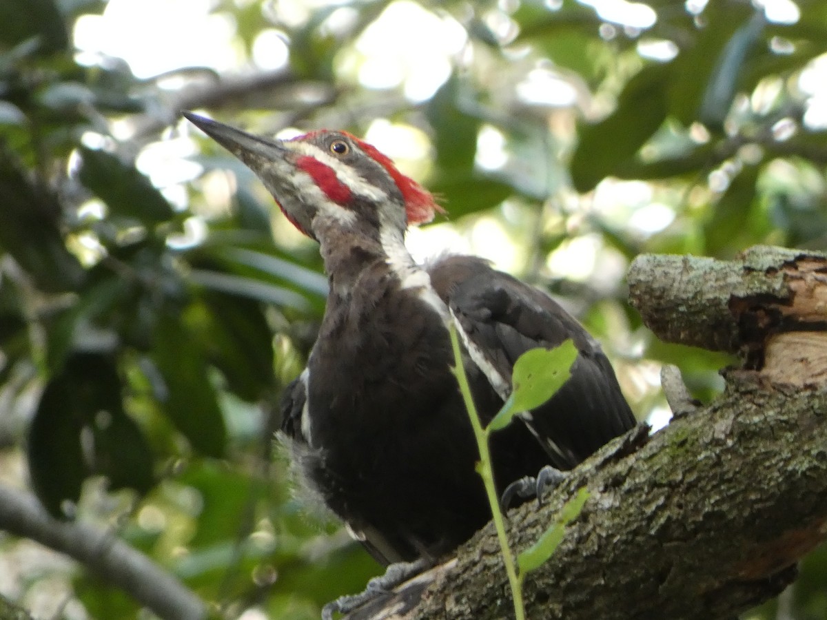 Pileated Woodpecker - ML623644032