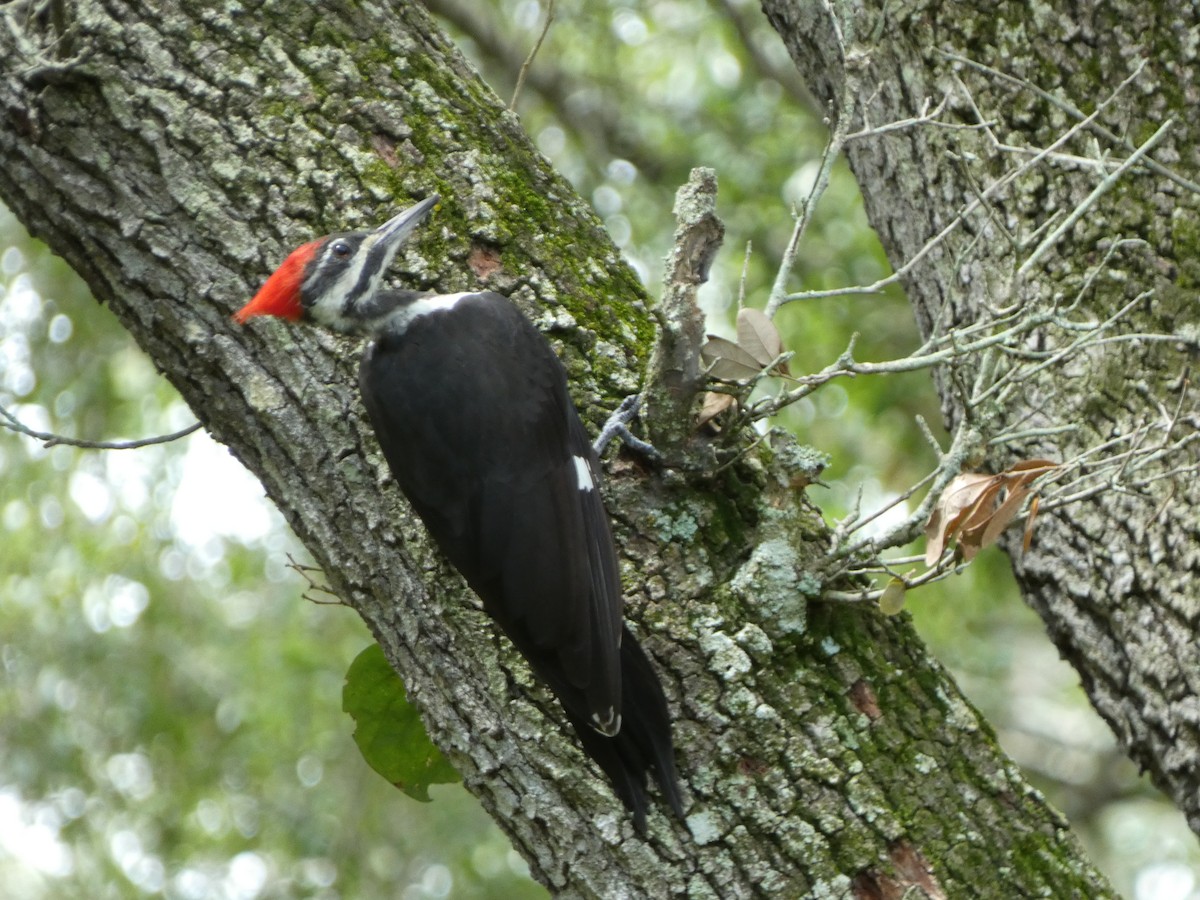 Pileated Woodpecker - ML623644033