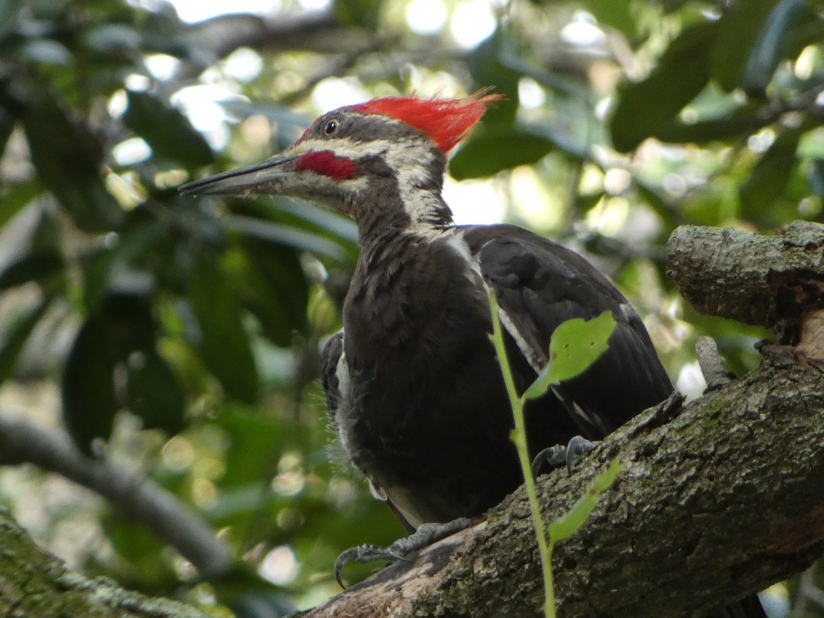 Pileated Woodpecker - ML623644036