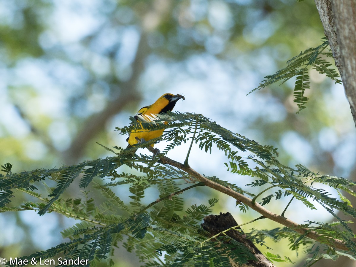 Streak-backed Oriole - Len Sander