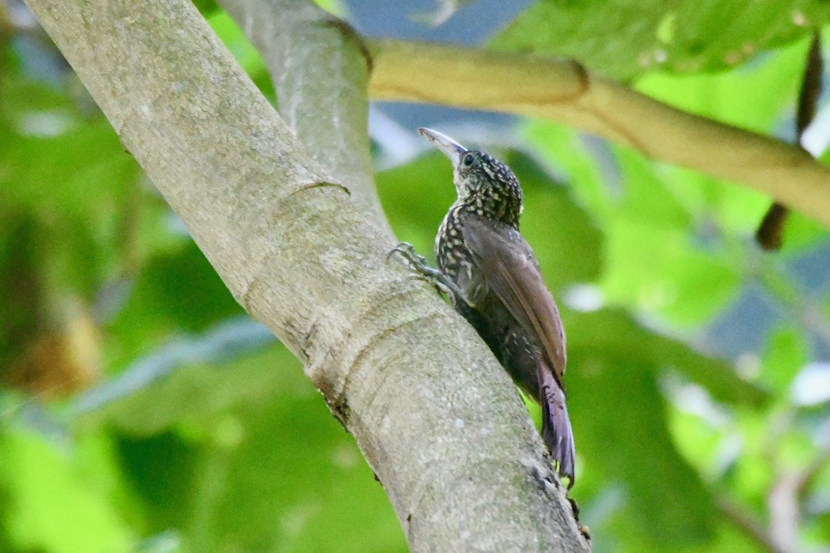 Cocoa Woodcreeper - ML623644059