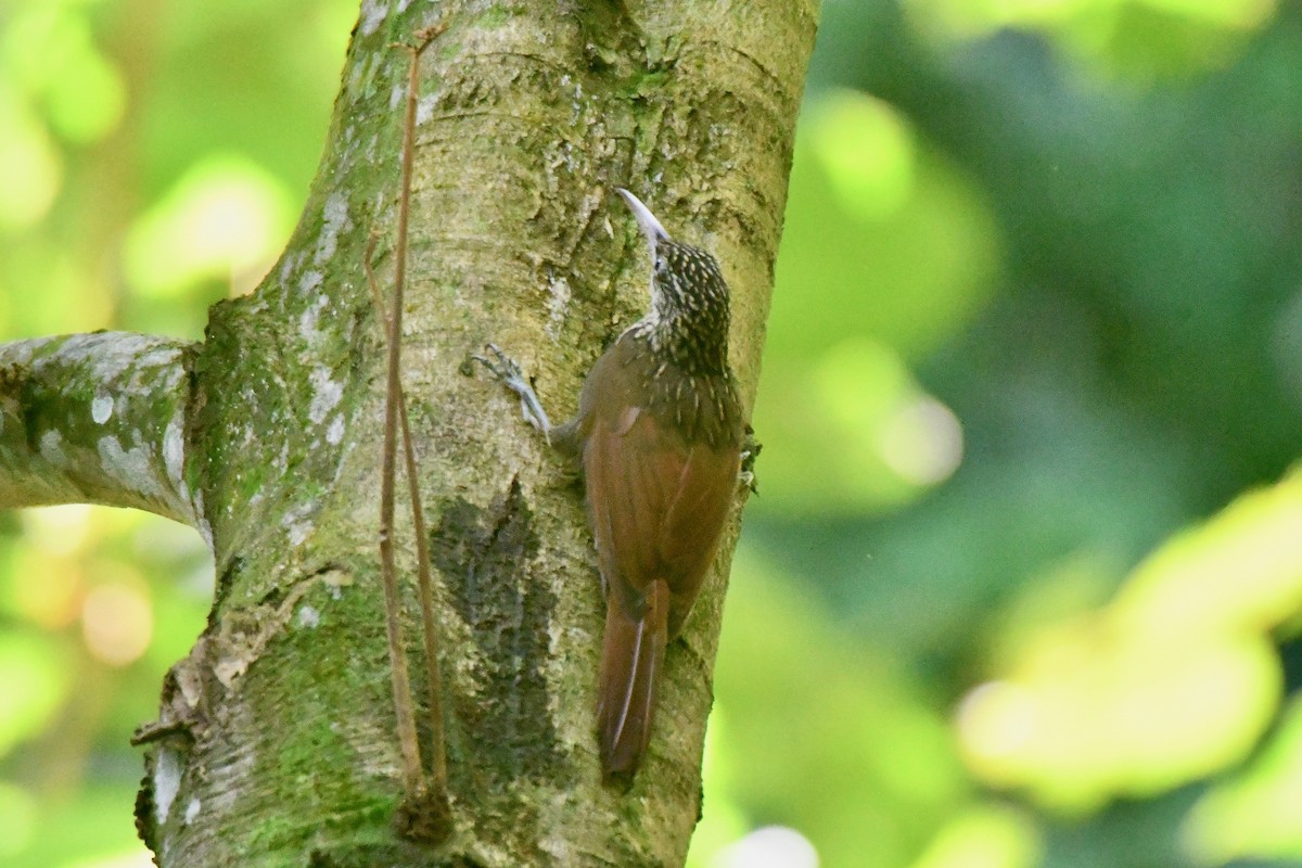 Cocoa Woodcreeper - ML623644060