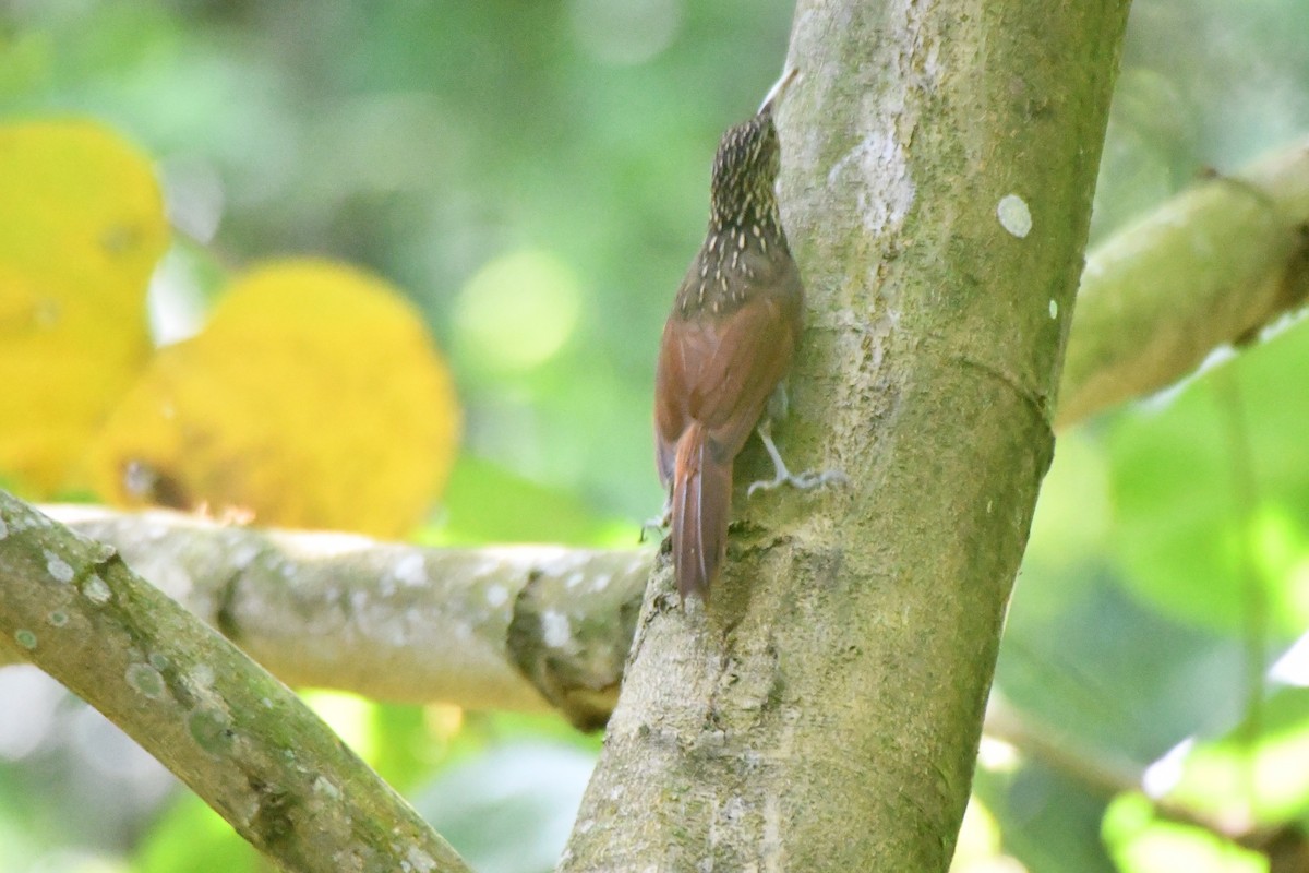 Cocoa Woodcreeper - ML623644061