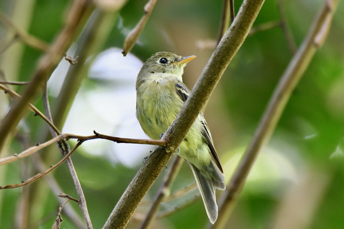 Moucherolle à ventre jaune - ML623644094