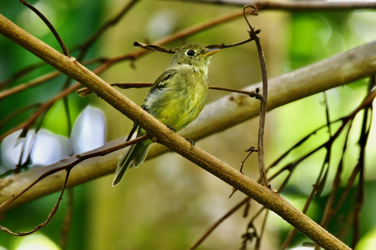 Moucherolle à ventre jaune - ML623644095