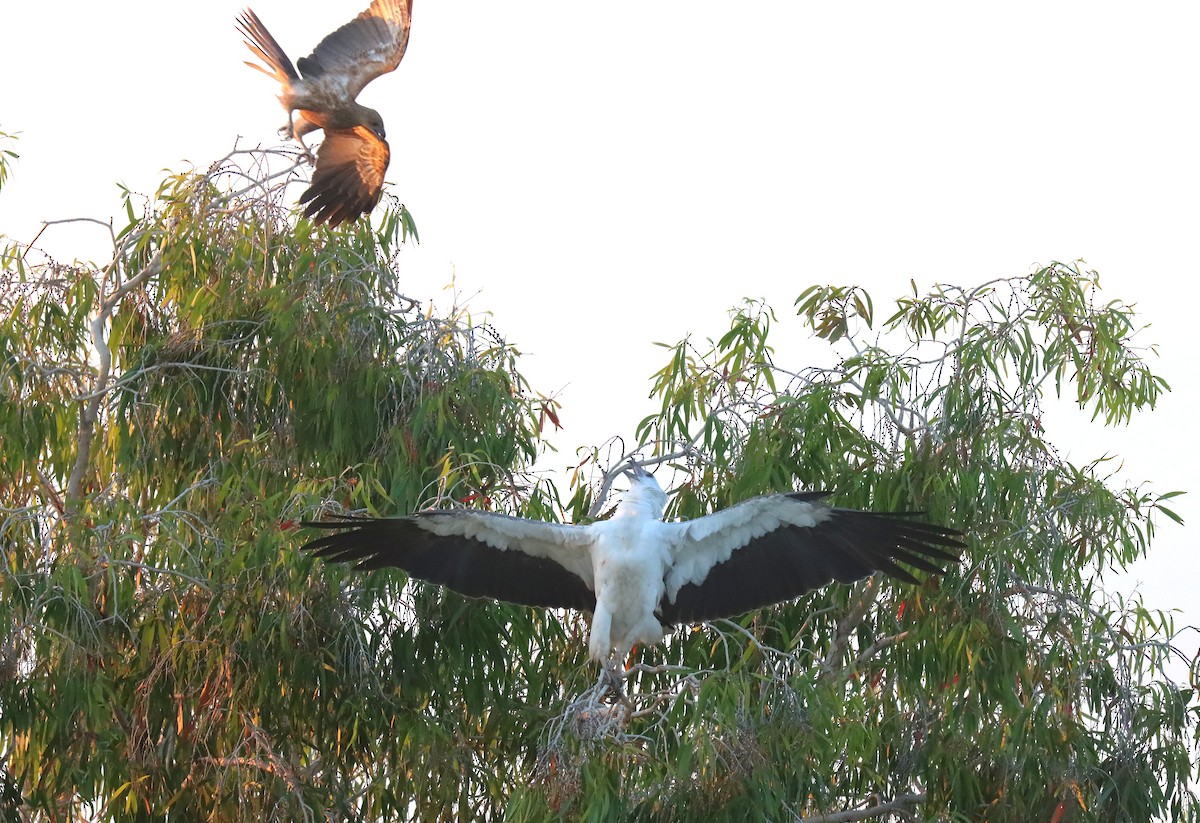 White-bellied Sea-Eagle - ML623644096