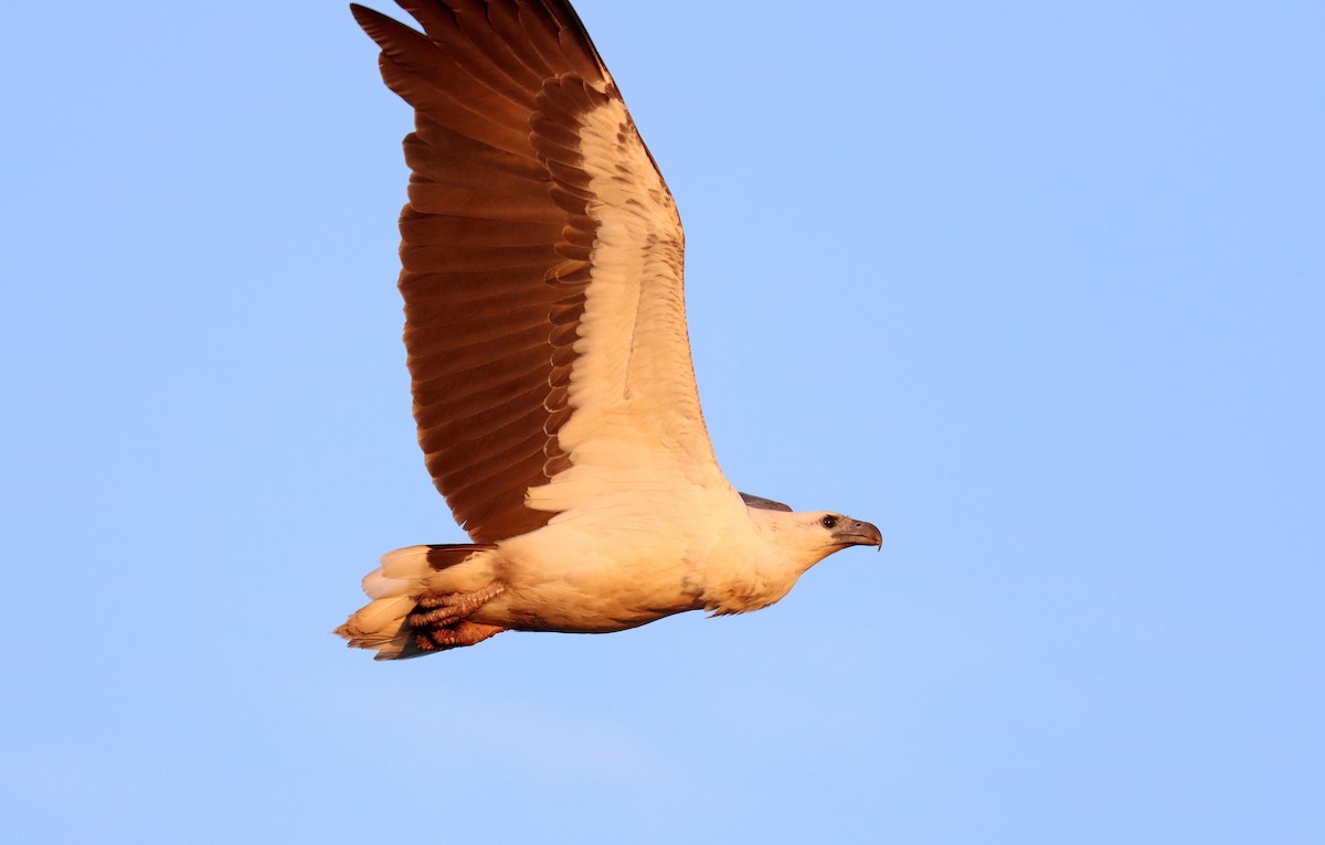 White-bellied Sea-Eagle - ML623644097