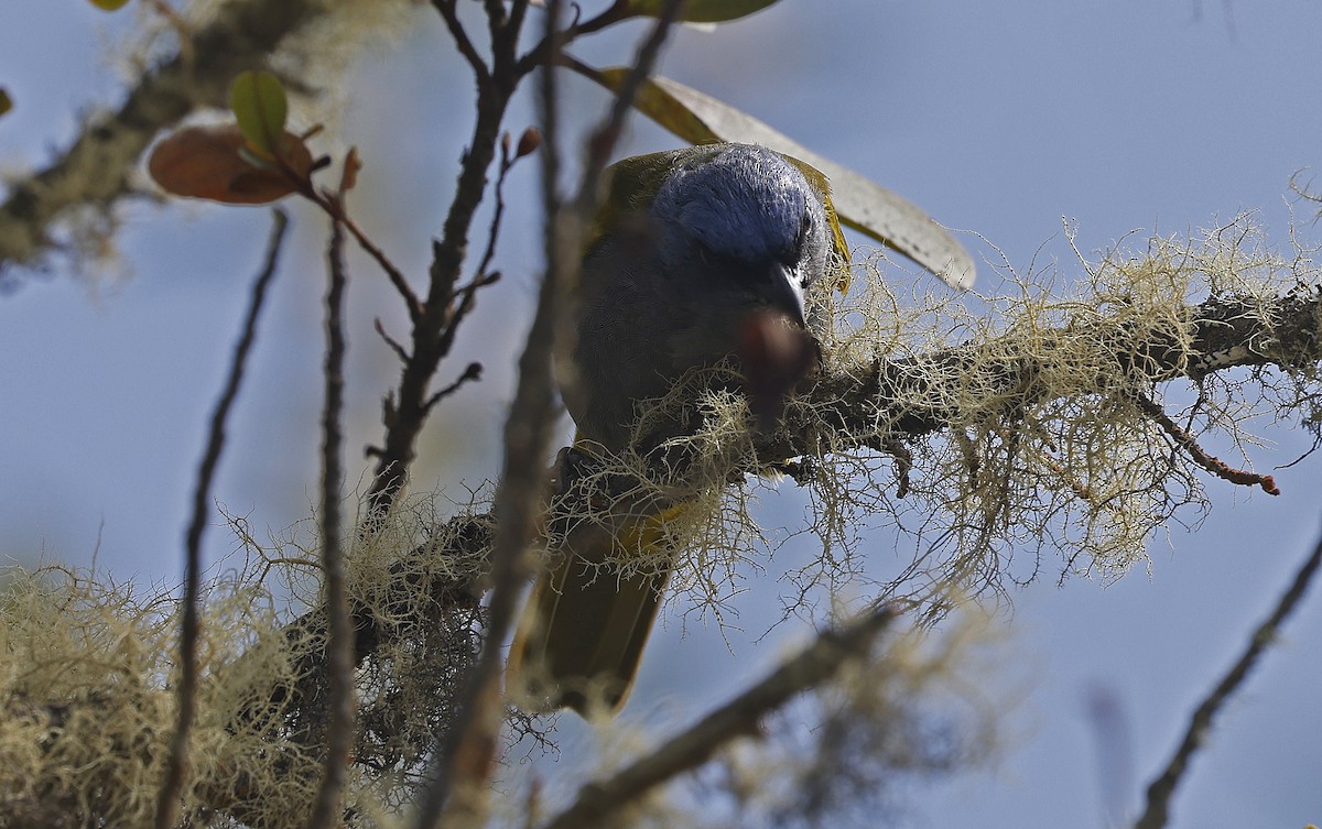 Blue-capped Tanager - ML623644098