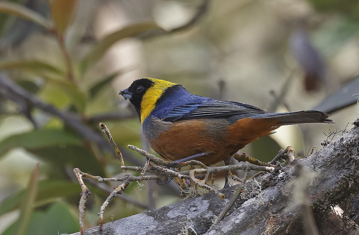 Golden-collared Tanager - ML623644100