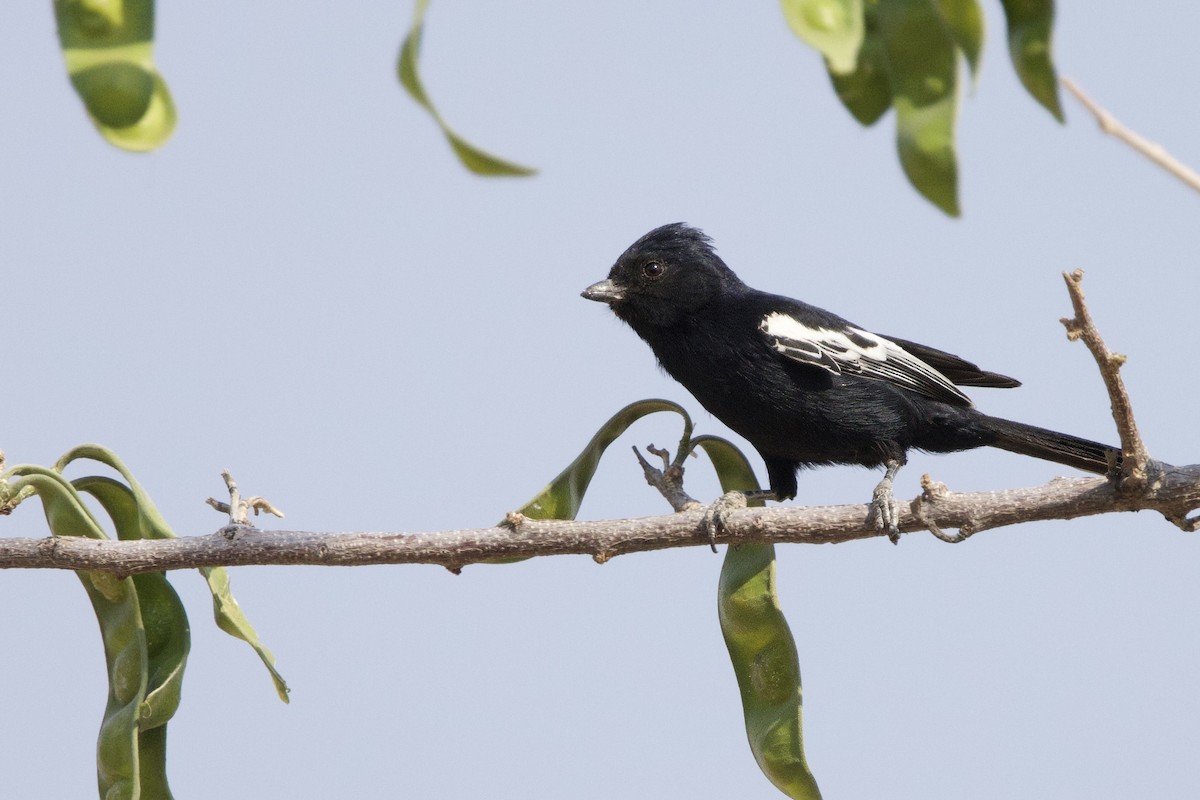 Carp's Tit - ML623644151