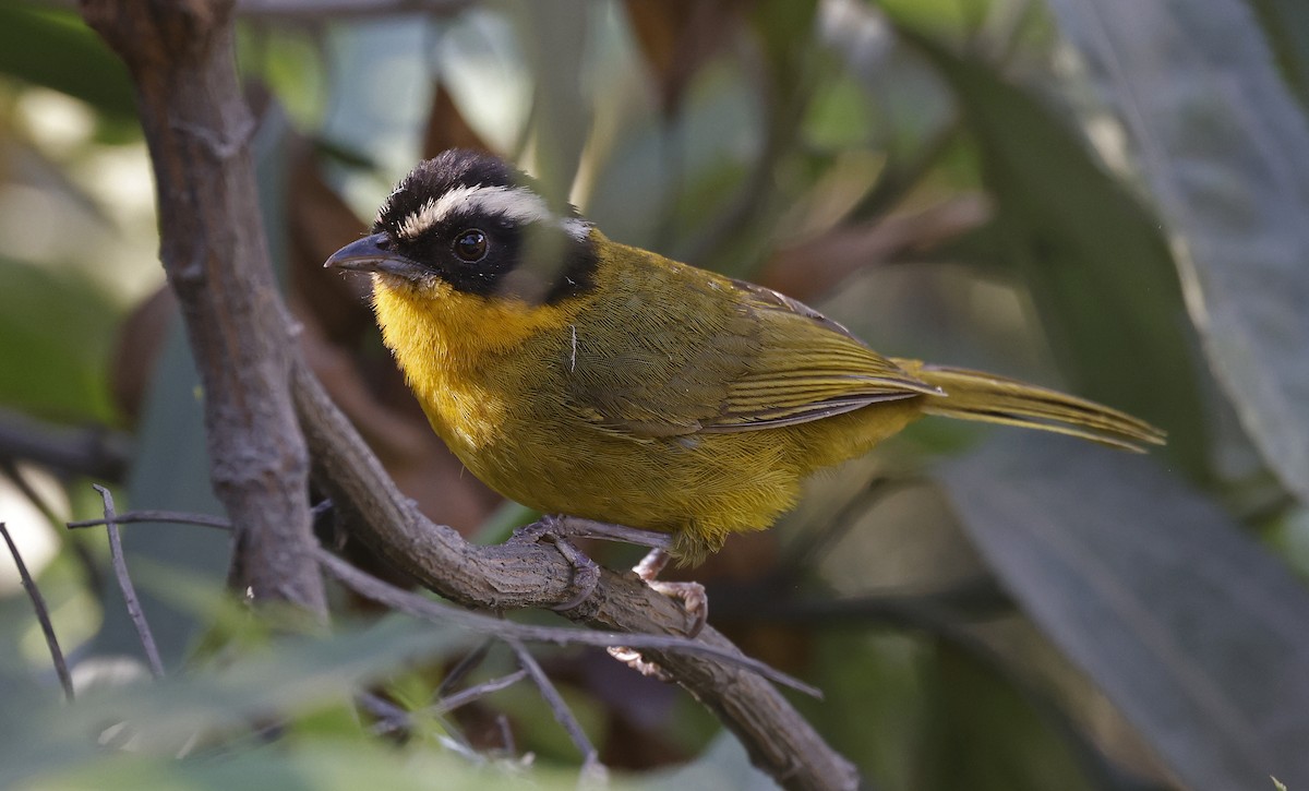 Black-capped Hemispingus - Paul Chapman