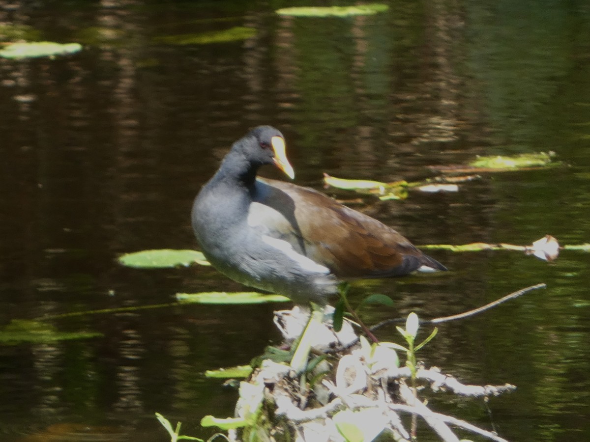 Common Gallinule - ML623644202