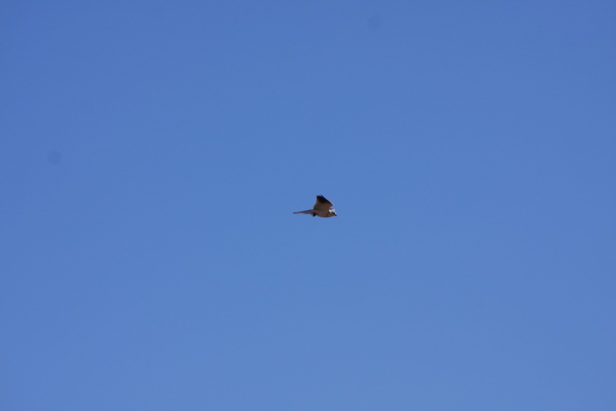 White-tailed Kite - ML623644203