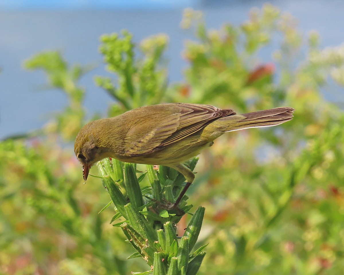 Prairie Warbler - Andrea Evans