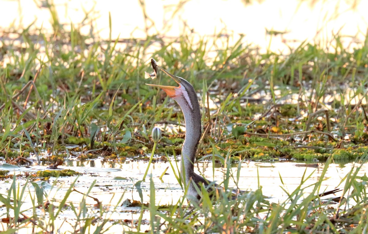 Australasian Darter - ML623644249