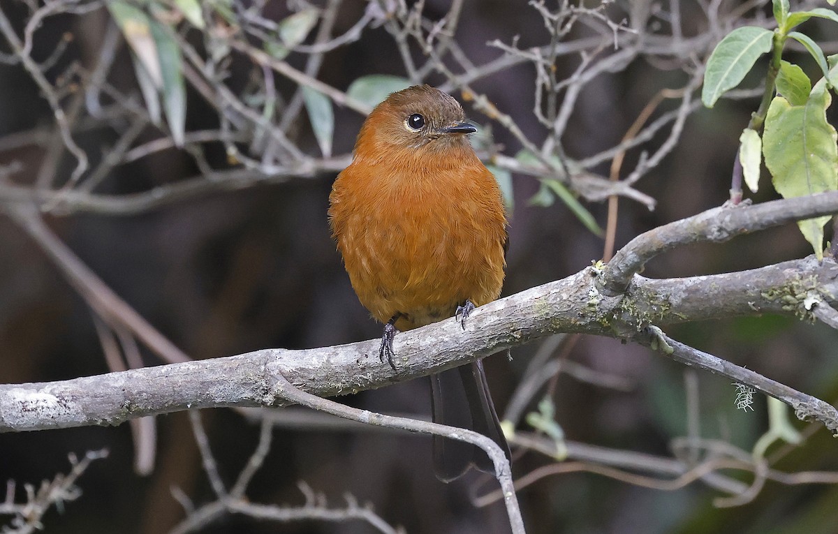 Cinnamon Flycatcher - ML623644285