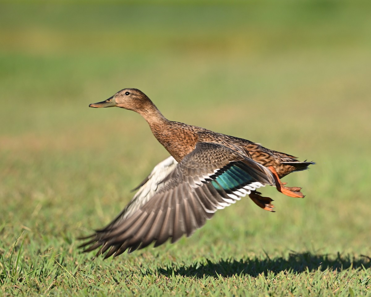 Hawaiian Duck - ML623644291