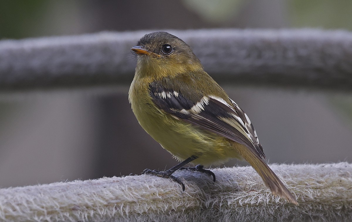Handsome Flycatcher - ML623644302