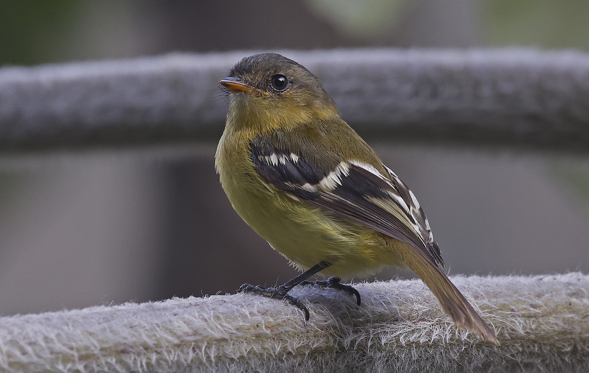 Handsome Flycatcher - Paul Chapman