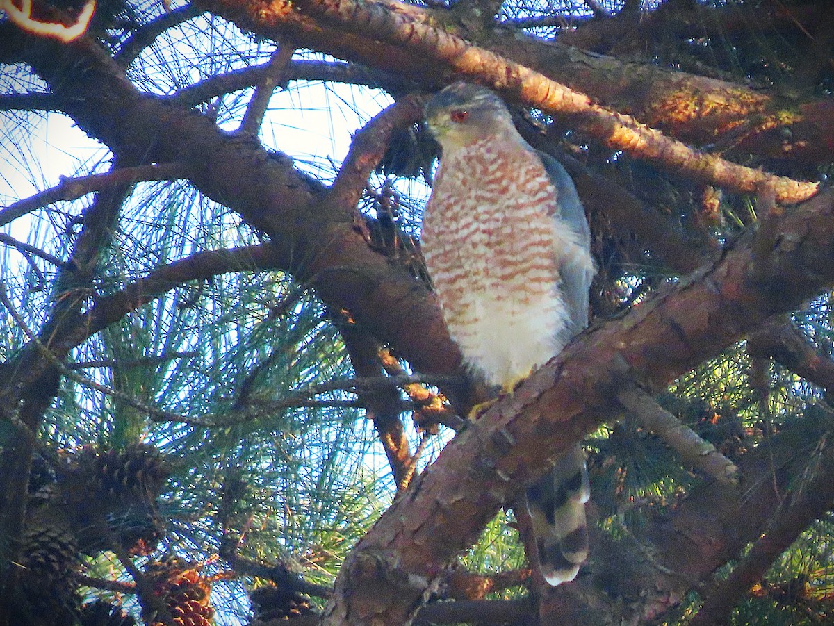 Cooper's Hawk - ML623644313