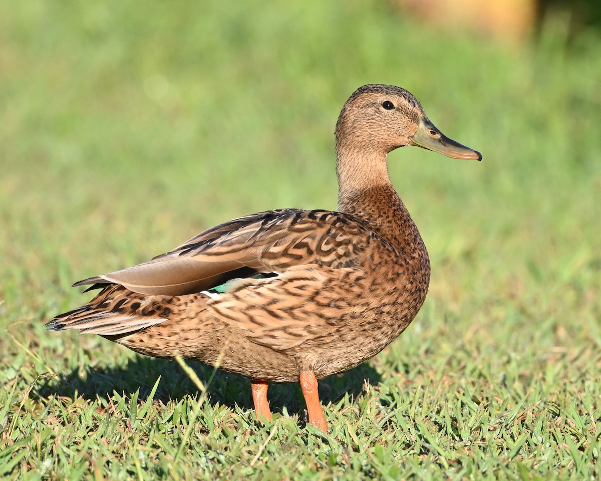 Hawaiian Duck - ML623644316