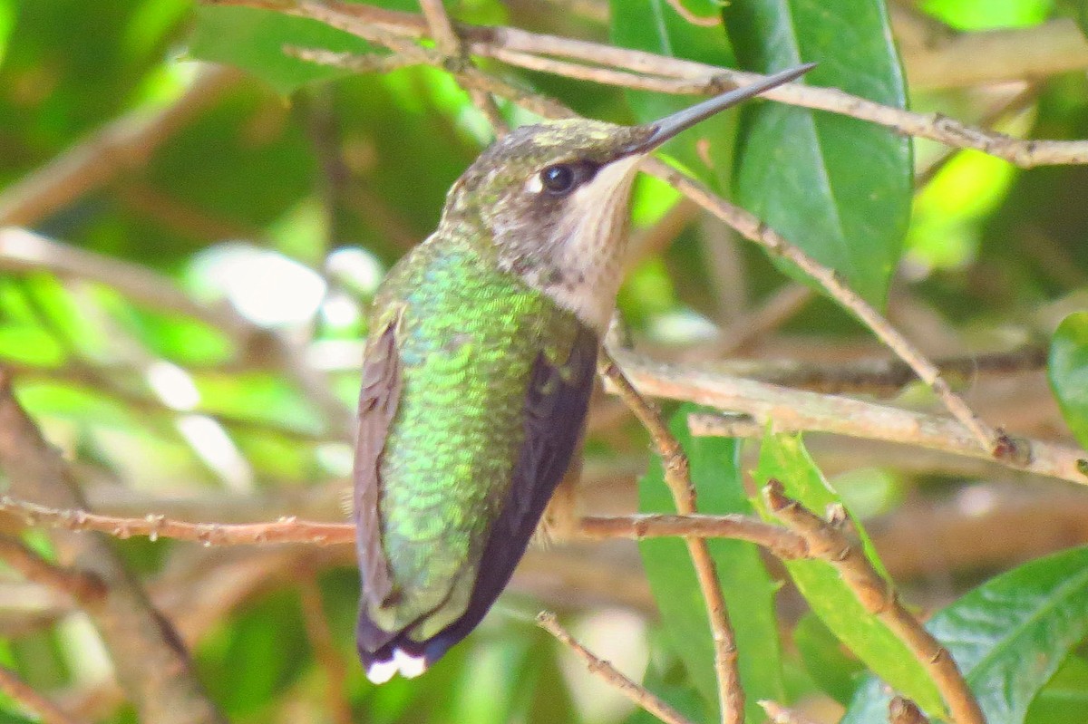 Ruby-throated Hummingbird - STEVE FOSTER