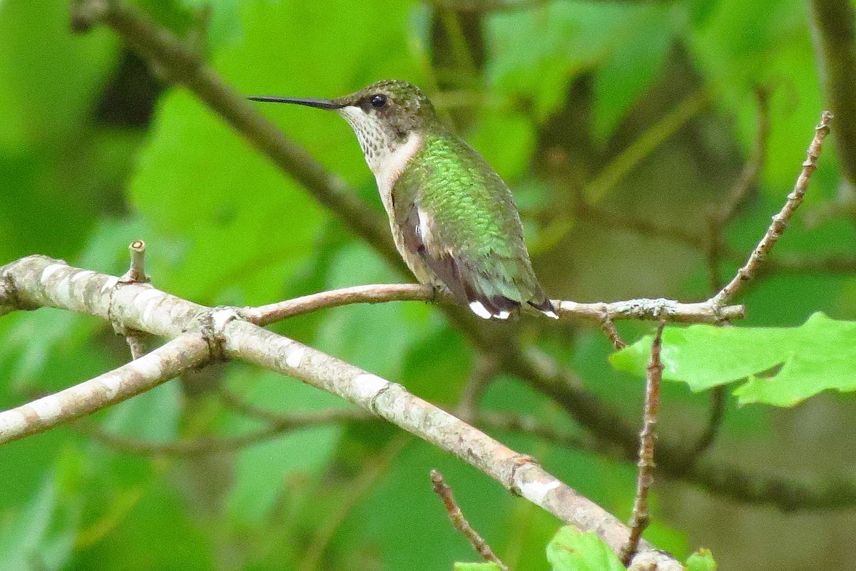 Ruby-throated Hummingbird - ML623644344