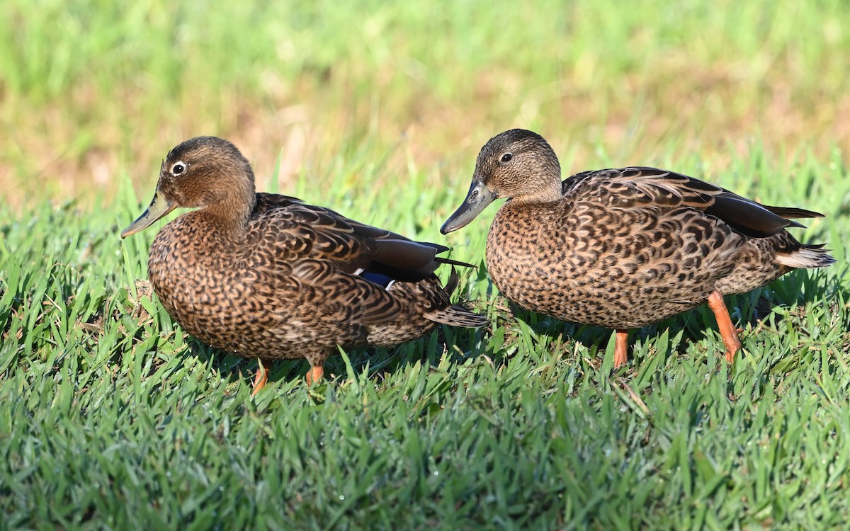 Hawaiian Duck - ML623644354